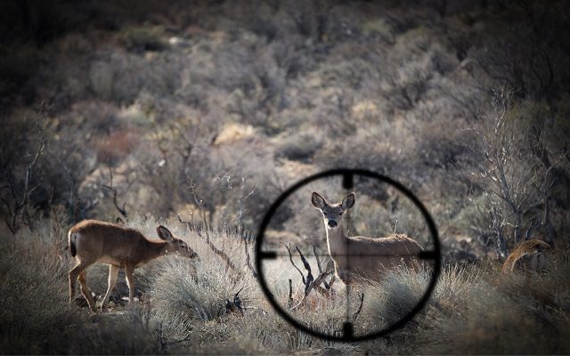 Deer Kill Up During Opening Weekend