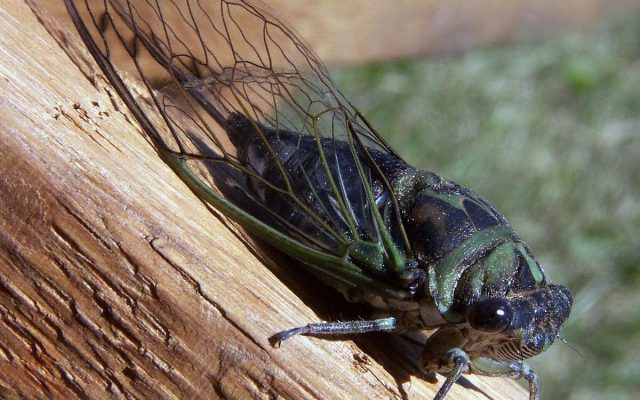 F.D.A. WARNING!! If you are allergic to seafood…DON’T eat Cicadas.