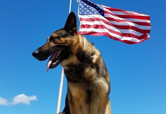 Lake County K9 Clamps Down to Arrest Wanted Subject