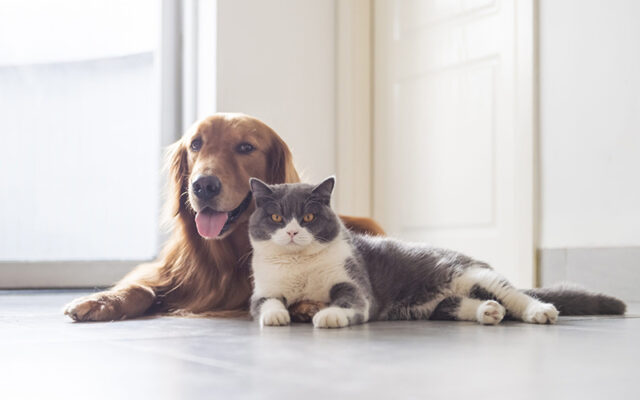 Americans spending less on their pets