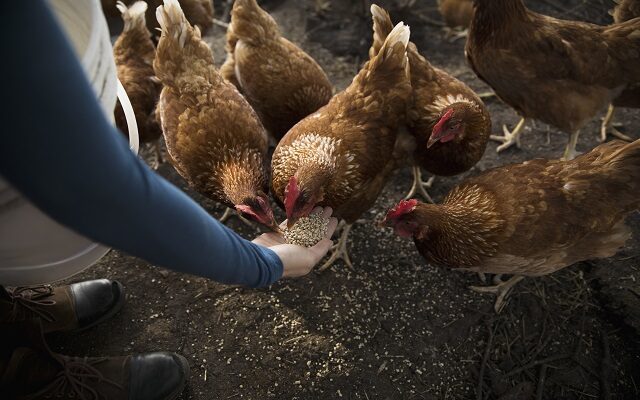 Backyard Chickens Again Under Consideration in Kenosha