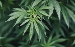 Kenosha Common Council Approves Lower Fine For Marijuana Possession in the City