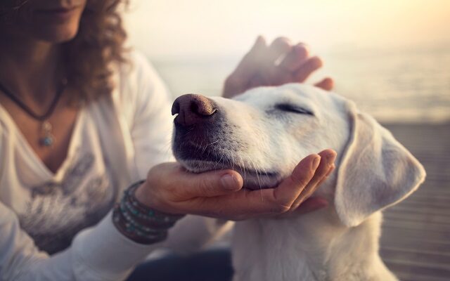 WLIP Mornings Podcast-Spotting & Treating Arthritis in Pets