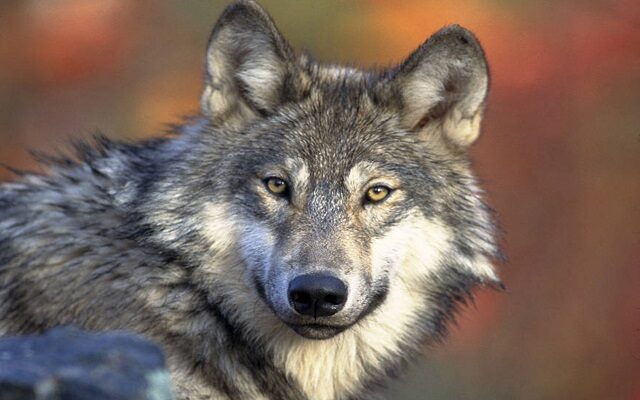 Wisconsin DNR releases 3,500 public comments on wolf plan