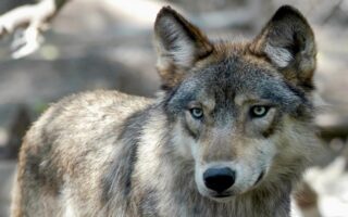A board leader calls the new Wisconsin wolf plan key to removing federal protections for the animal