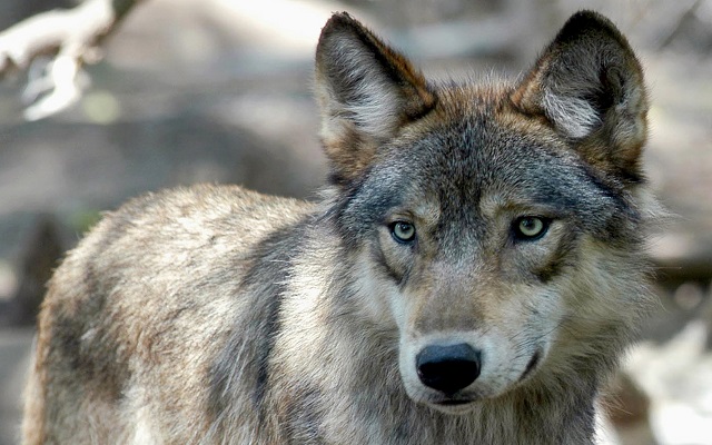 Wisconsin officials add recommendations to new management plan to keep wolf population around 1,000