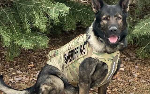 Lake County Sheriff’s K9 Dax Takes a Bite Out of Domestic Battery Suspect